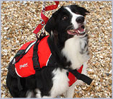 Dog accessories